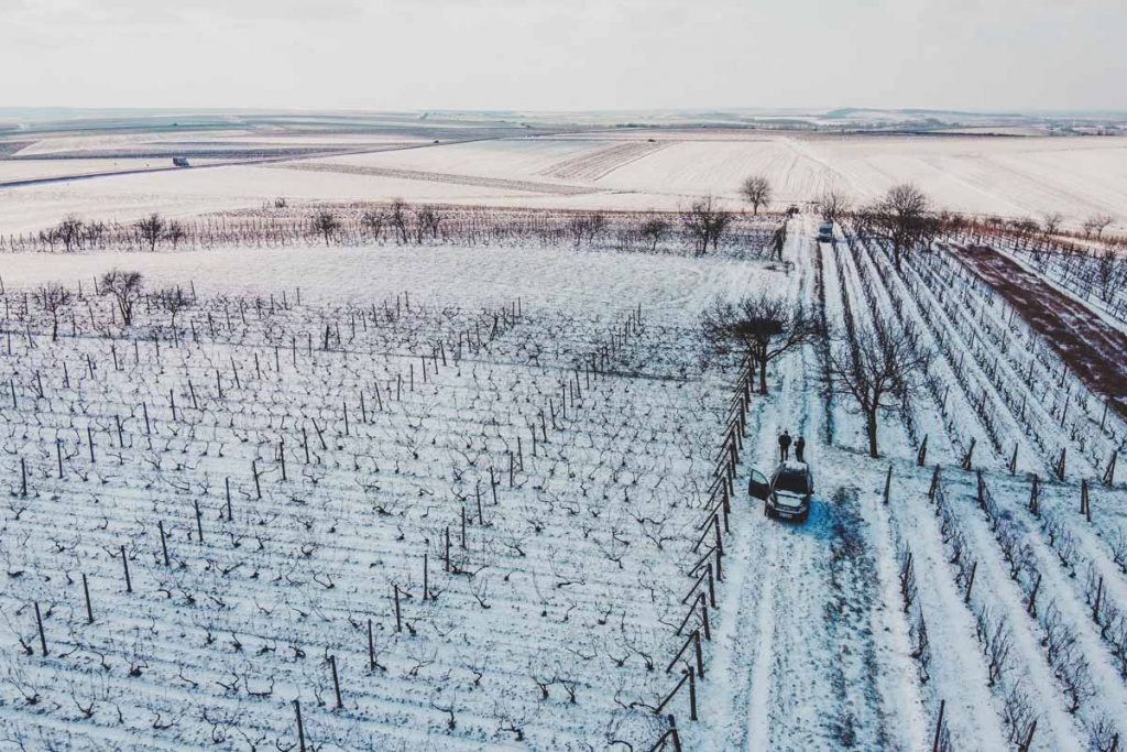 Comment protéger les vignobles bordelais en hiver ?